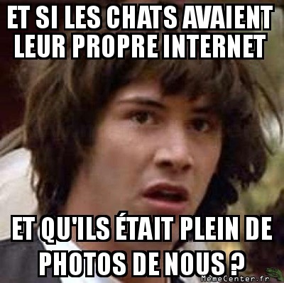 Les chats dans un univers parallèle