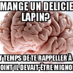 pauvre lapin