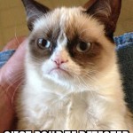 les chats nous aiments